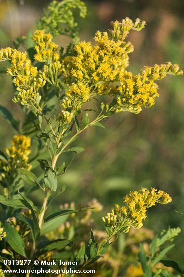 Solidago gigantea