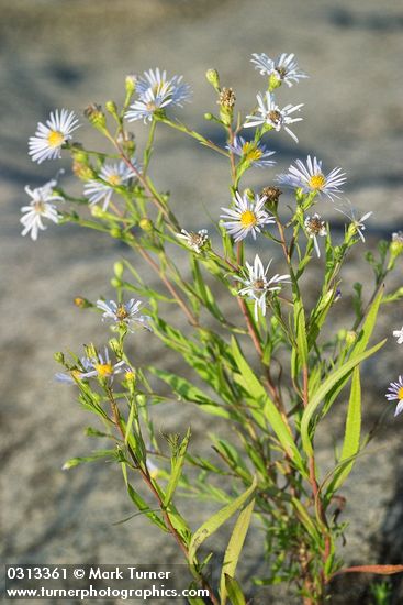 Aster subspicatus
