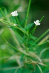 Fringed Willowherb blossom detail