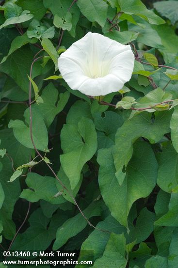 Calystegia sepium