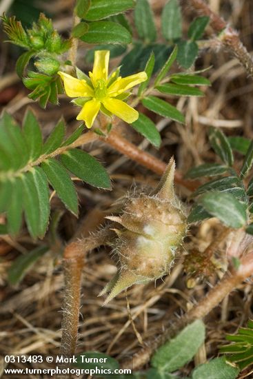 Tribulus terrestris