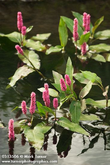Polygonum amphibium