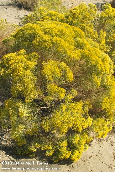 Ericameria viscidiflora