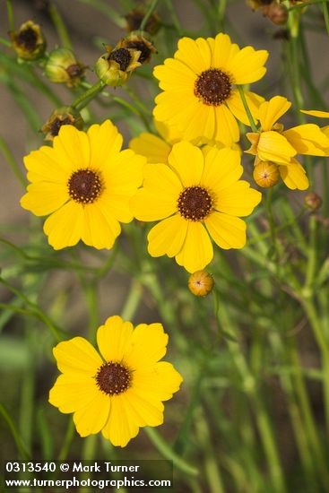 Coreopsis tinctoria</em> var. <em>atkinsoniana