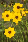 Coreopsis tinctoria var. atkinsoniana