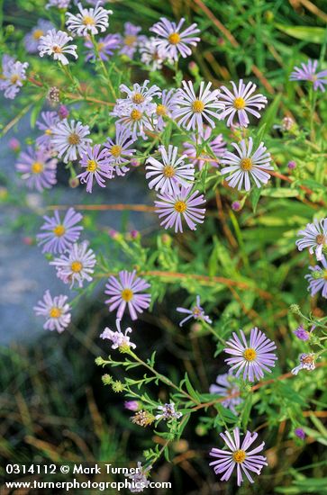 Aster occidentalis