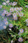 Aster occidentalis