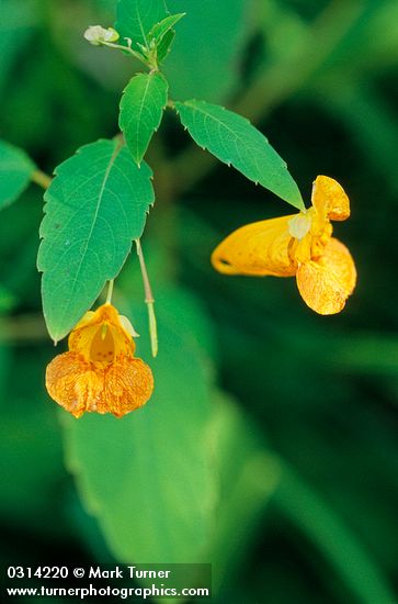 Impatiens capensis