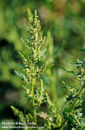 Rumex maritimus