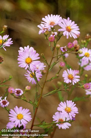 Aster chilensis