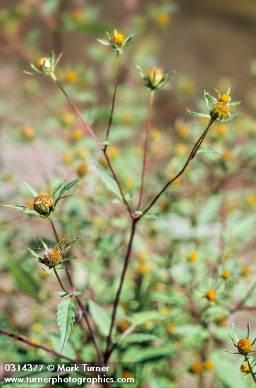 Bidens frondosa