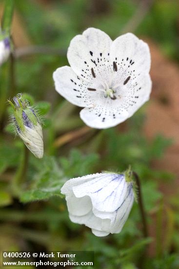 Nemophila menziesii var. atomaria