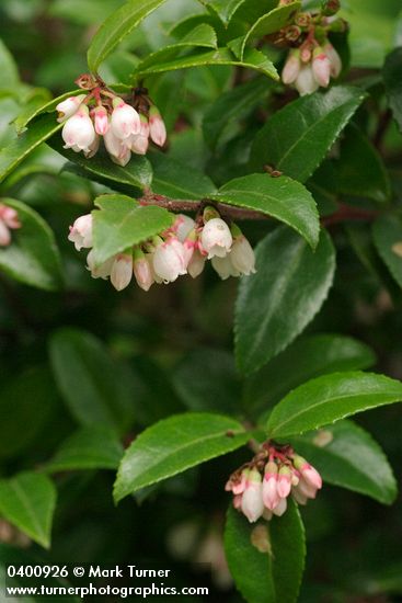 Vaccinium ovatum