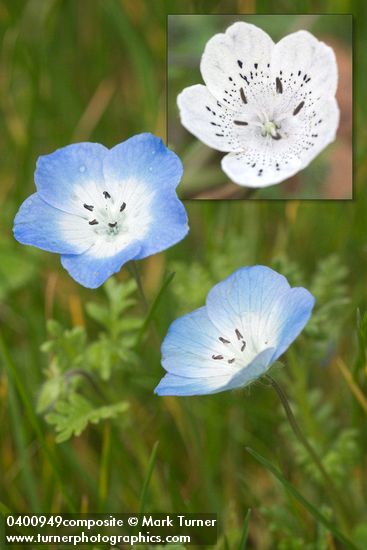 Nemophila menziesii