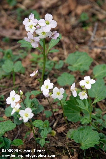 Cardamine californica</em> var. <em>integrifolia