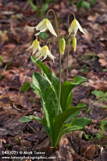 Erythronium oregonum