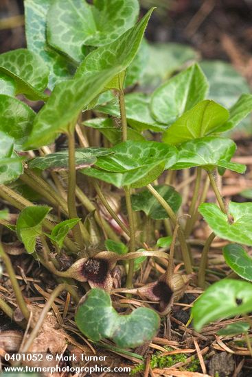 Asarum hartwegii