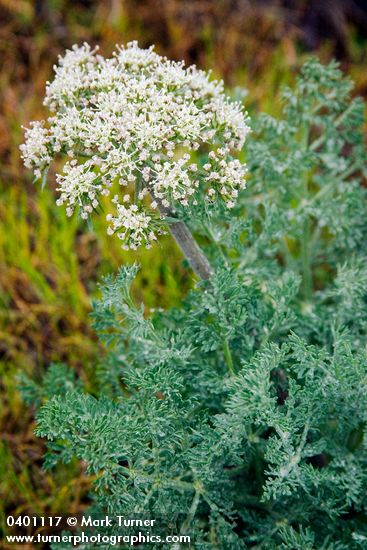 Lomatium macrocarpum