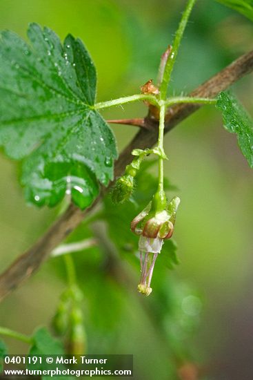 Ribes divaricatum