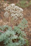 Lomatium canbyi