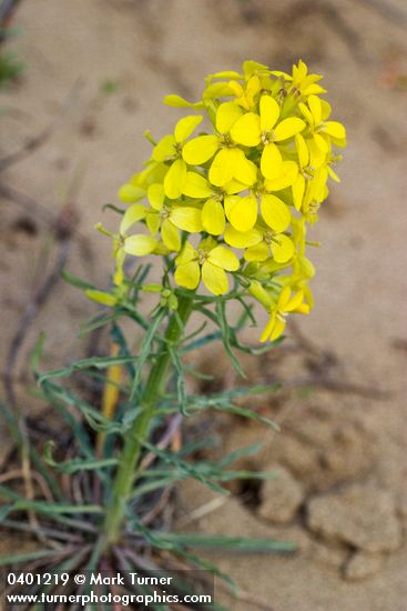 Erysimum occidentale