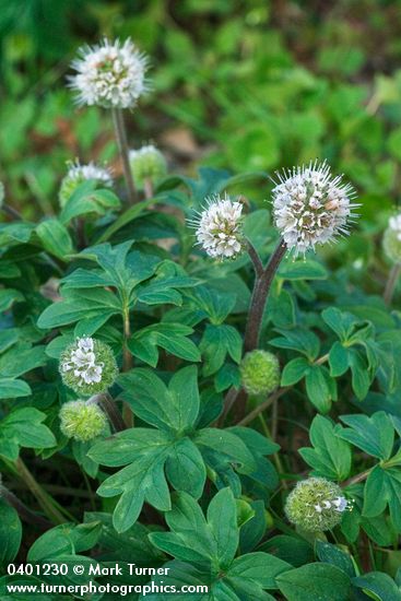 Hydrophyllum capitatum</em> var. <em>thompsonii