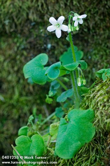 Romanzoffia sitchensis