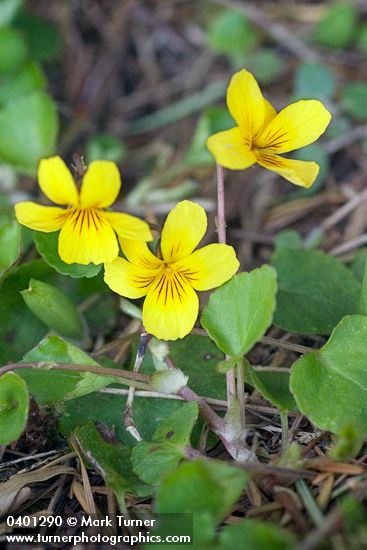Viola sempervirens