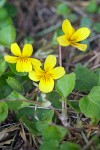 Viola sempervirens