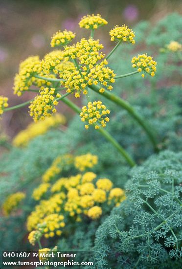 Lomatium grayi