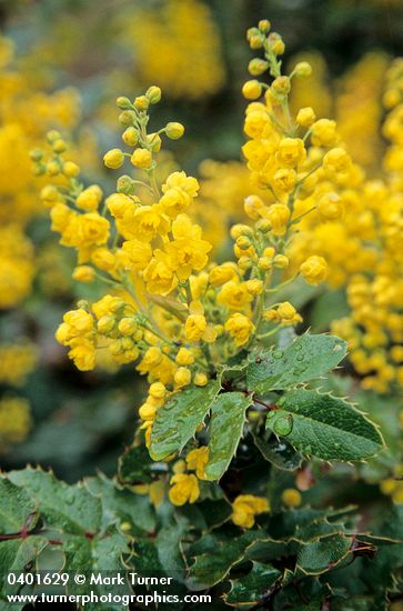 Mahonia aquifolium (Berberis aquifolium)