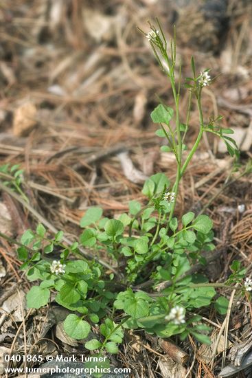 Cardamine hirsuta