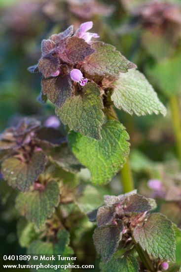 Lamium purpureum