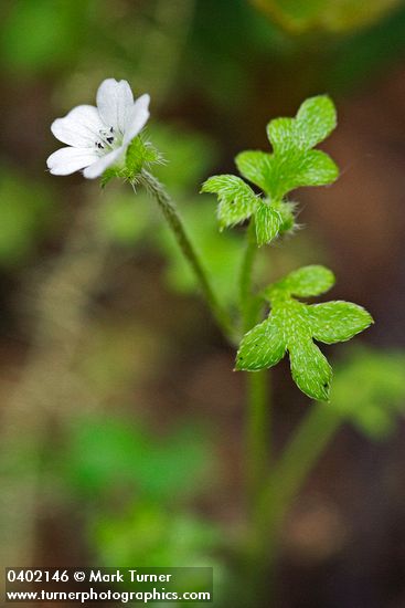 Nemophila pedunculata