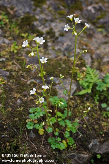 Romanzoffia californica (R. suksdorfii)