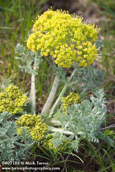 Lomatium macrocarpum