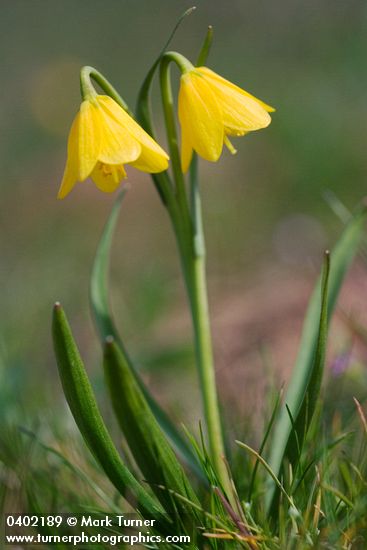Fritillaria pudica