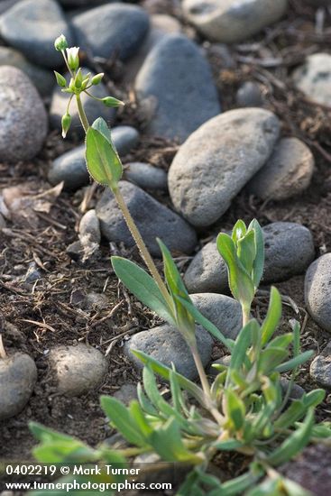 Holosteum umbellatum