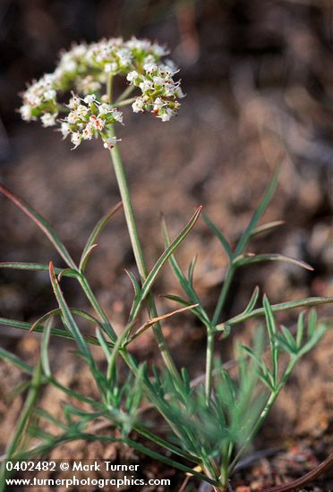 Lomatium gormanii