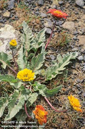 Balsamorhiza rosea