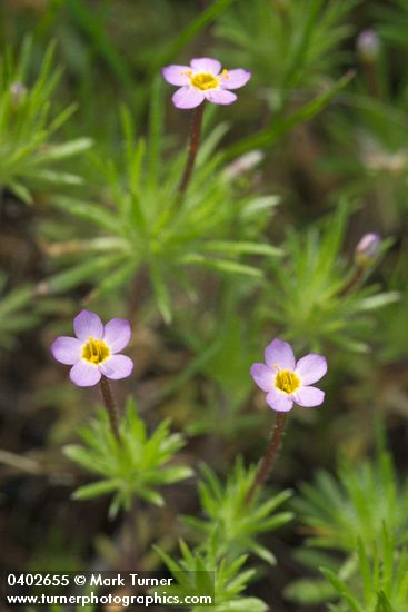 Linanthus bicolor