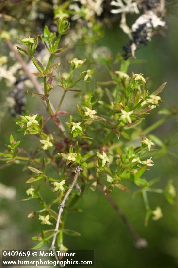 Galium porrigens