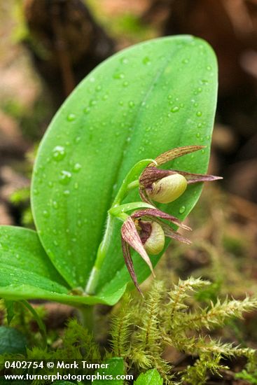 Cypripedium fasciculatum