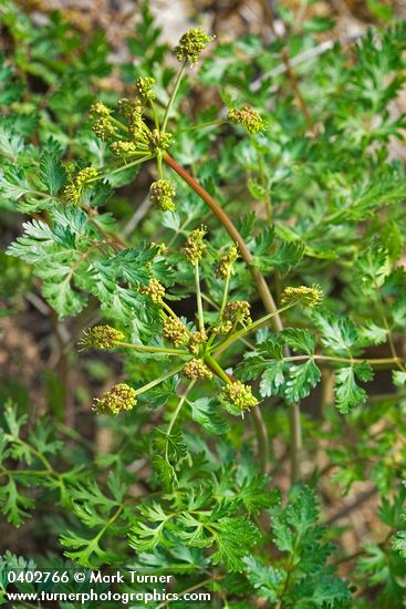 Ligusticum californicum