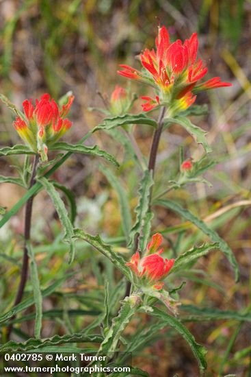 Castilleja applegatei</em> ssp. <em>pinetorum