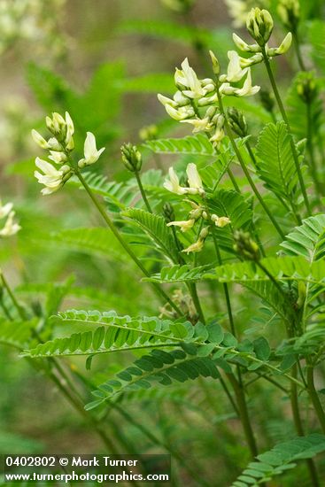 Astragalus umbraticus