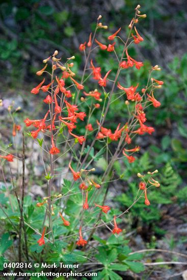 Delphinium nudicaule