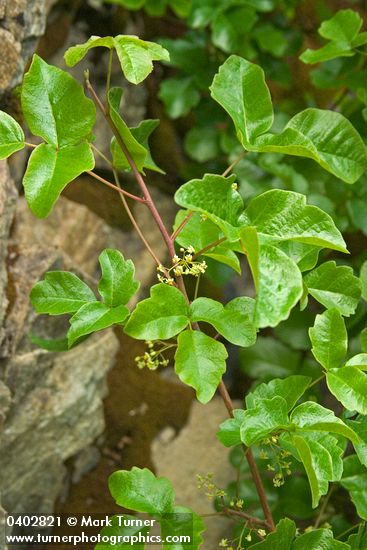 Toxicodendron diversilobum