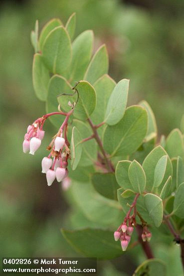Arctostaphylos viscida