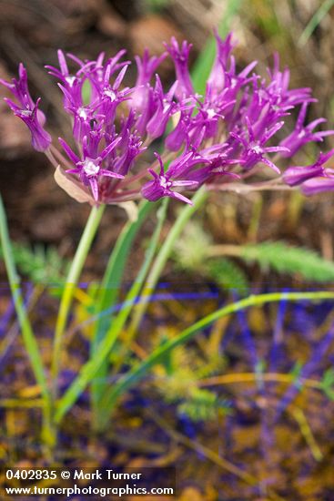 Allium falcifolium